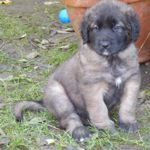 Emma, (Amelie Magic), Gr&uuml;nes Halsband